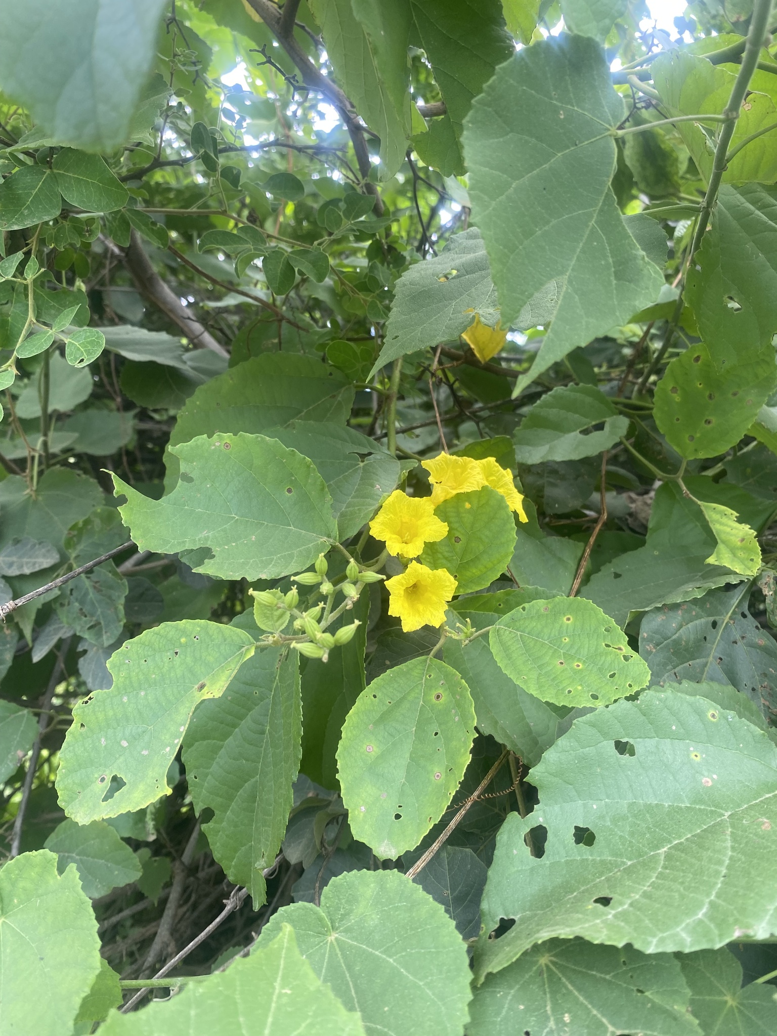 Cordia lutea image