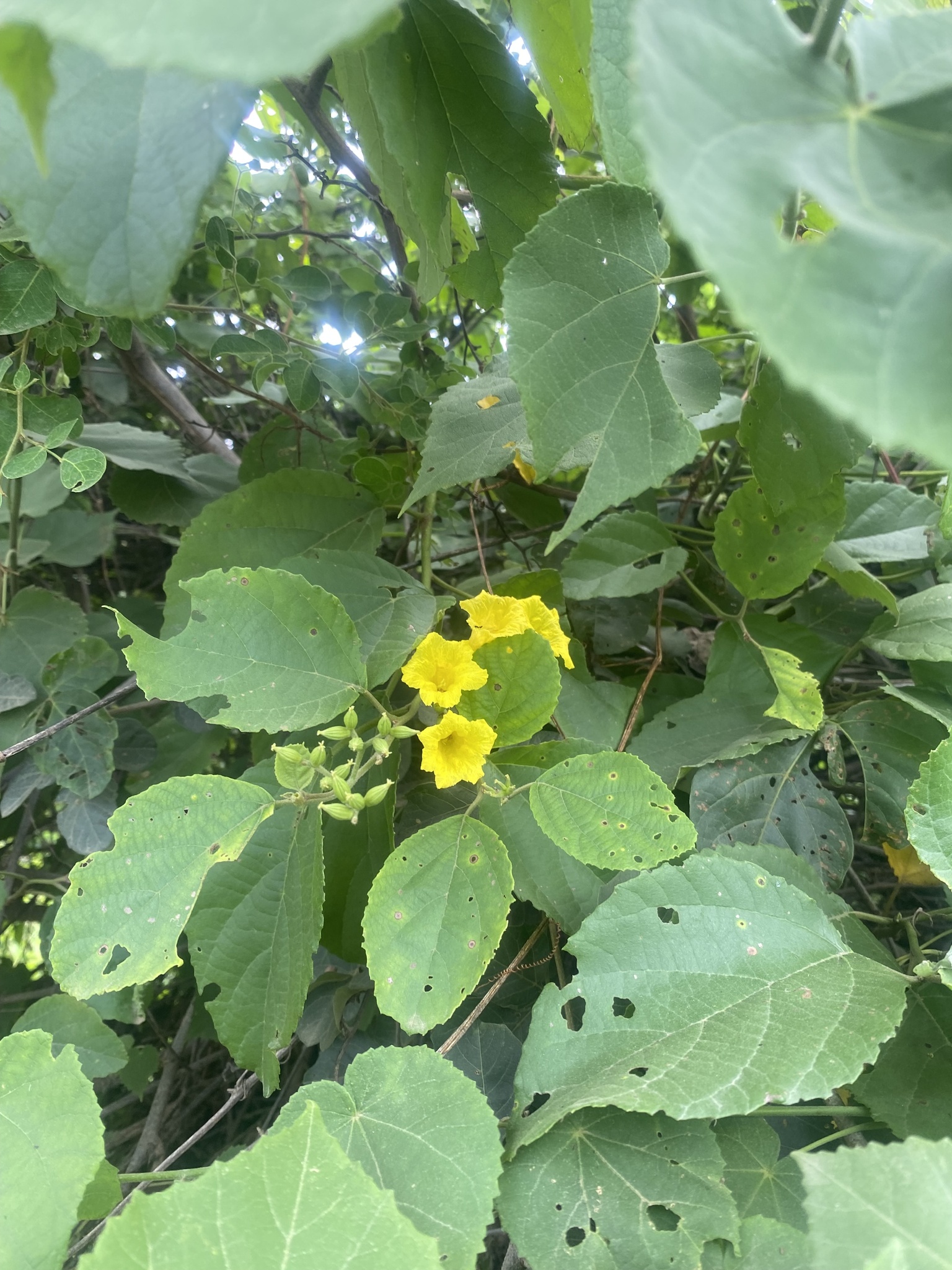 Cordia image