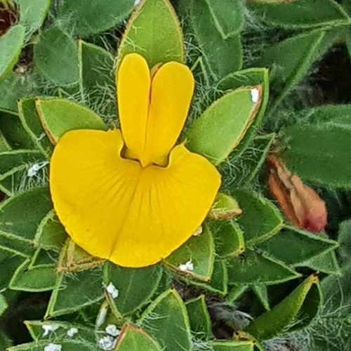 Image of Pultenaea villifera by (c) ronavery, some rights reserved (CC BY)
