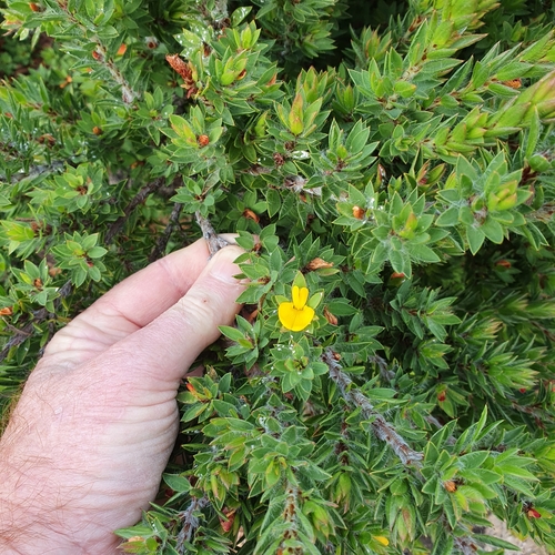 Image of Pultenaea villifera by (c) ronavery, some rights reserved (CC BY)