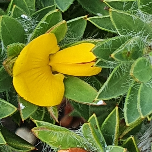 Image of Pultenaea villifera by (c) ronavery, some rights reserved (CC BY)