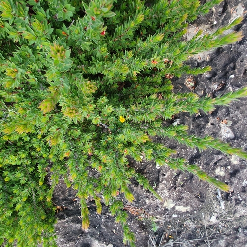 Image of Pultenaea villifera by (c) ronavery, some rights reserved (CC BY)