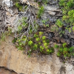 Dracophyllum oceanicum