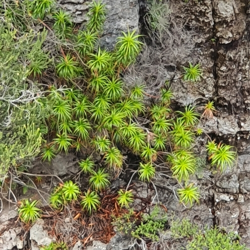 Dracophyllum oceanicum, photograph 1