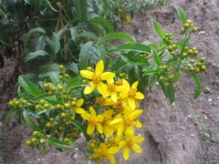 Electranthera mutica