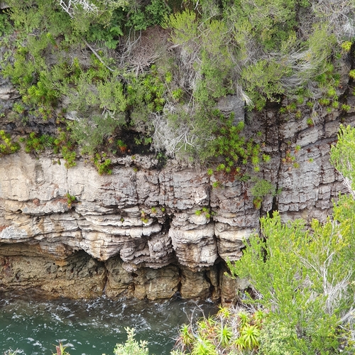 Dracophyllum oceanicum, photograph 3