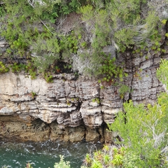 Dracophyllum oceanicum, photograph ronavery, CC BY, iNaturalist via GBIF