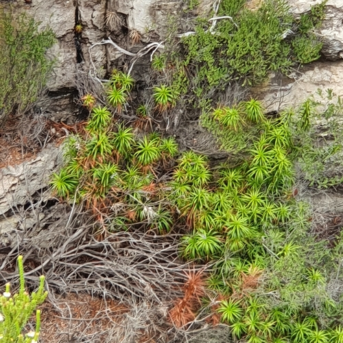 Dracophyllum oceanicum, photograph 4