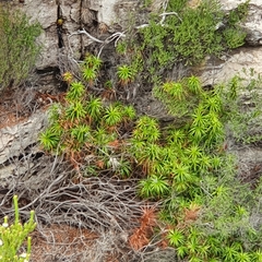 Dracophyllum oceanicum, photograph ronavery, CC BY, iNaturalist via GBIF