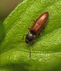 Metanomus infuscatus