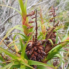 Dracophyllum oceanicum, photograph ronavery, CC BY, iNaturalist via GBIF