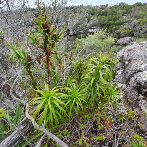 Dracophyllum oceanicum, photograph 6