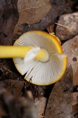 Amanita flavoconia image