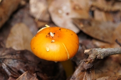 Amanita flavoconia image