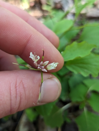 Image of Cardamine flagellifera by (c) Sam Taylor, some rights reserved (CC BY)