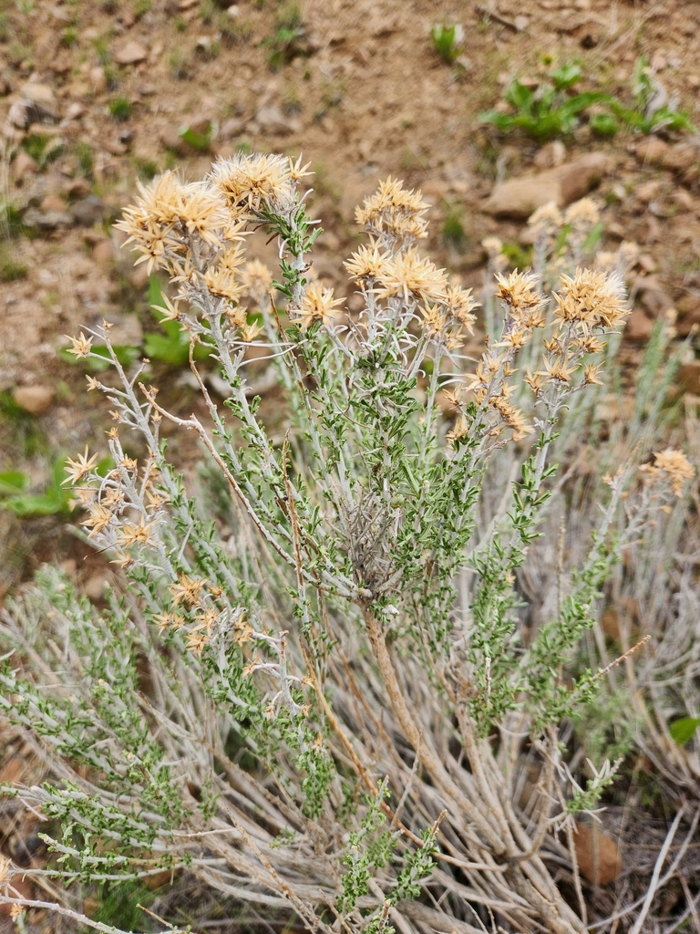 Rubber Rabbitbrush in April 2023 by Zach Hawn · iNaturalist