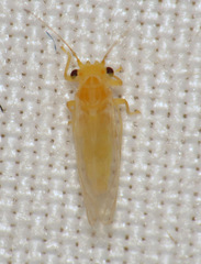 Cacopsylla annulata