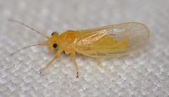 Cacopsylla annulata