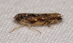 Scaphoideus