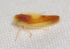 Colladonus setaceus