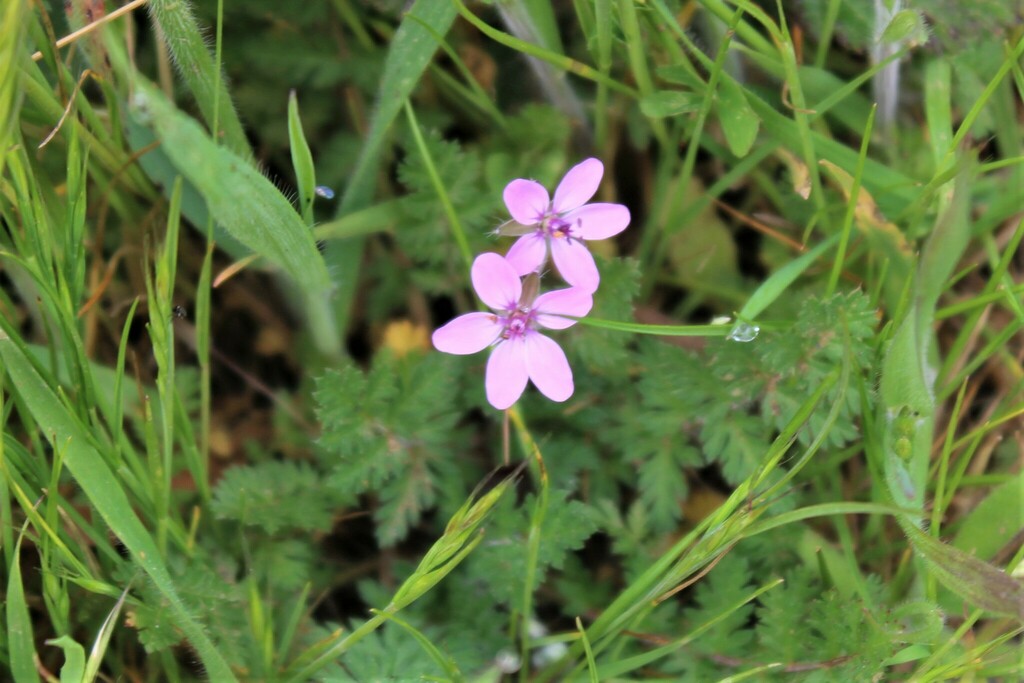redstem-stork-s-bill-from-middle-green-gulch-trail-california-94965