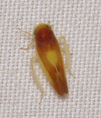 Colladonus setaceus