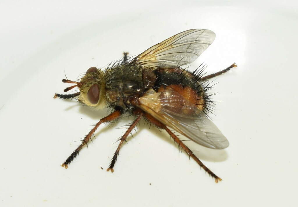 Tachina fera from North Aegean Region, Greece on April 19, 2022 at 04: ...
