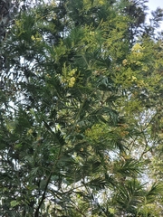 Acacia mearnsii image