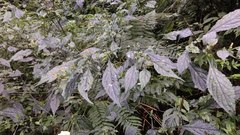 Strobilanthes flexicaulis