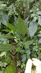 Strobilanthes flexicaulis