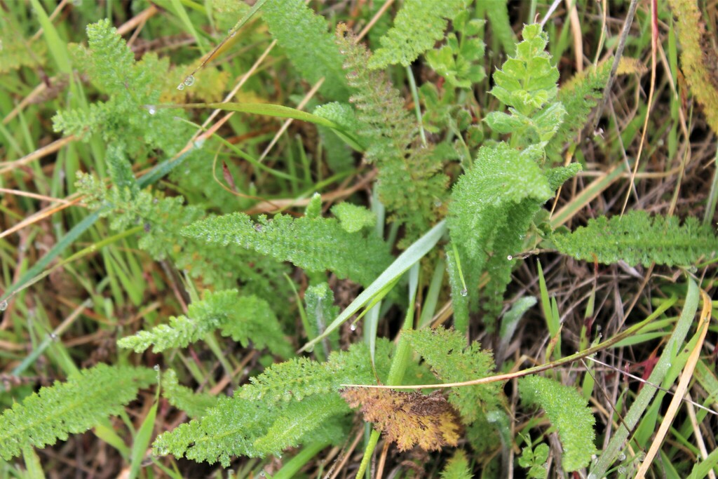 common-yarrow-from-middle-green-gulch-trail-california-94965-usa-on