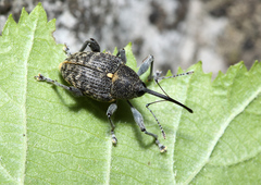 Curculio dieckmanni