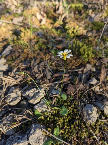 Image of Leavenworthia stylosa by (c) Alaina Krakowiak, some rights reserved (CC BY)