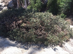 Chrysolepis sempervirens