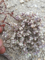 Stylocline gnaphaloides