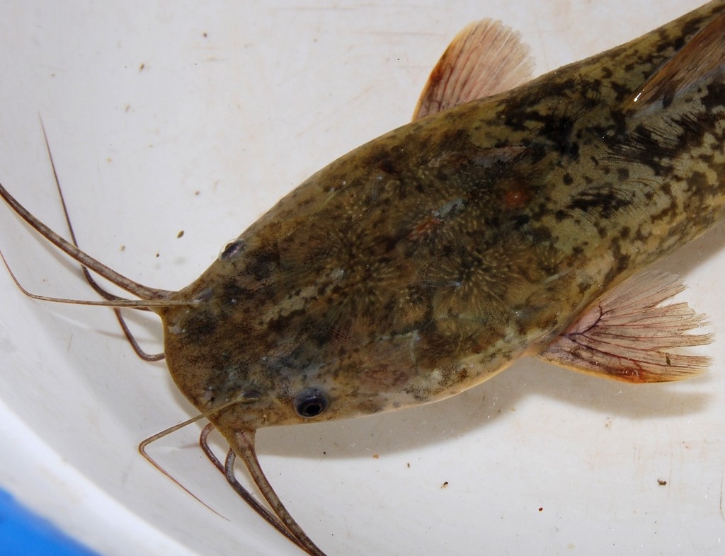 Sharptooth Catfish (Clarias gariepinus) · iNaturalist