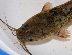 North African Catfish photo 2
