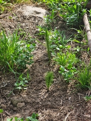 Equisetum telmateia image