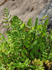 Helosciadium nodiflorum image