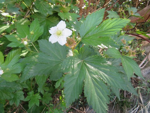 Image of Rubus trifidus by (c) Marco Mussita, some rights reserved (CC BY)