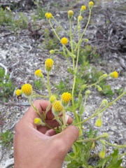 Arnica discoidea