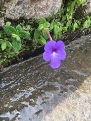 Achimenes longiflora