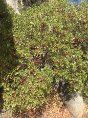 Arctostaphylos patula