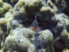 Redbarred Hawkfish photo 2