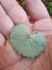 Puccinia chrysosplenii