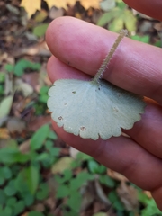 Puccinia chrysosplenii