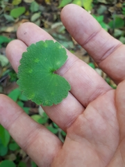 Puccinia chrysosplenii