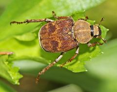 Ectinohoplia rufipes