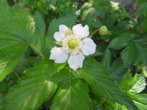 Image of Rubus trifidus by (c) Marco Mussita, some rights reserved (CC BY)