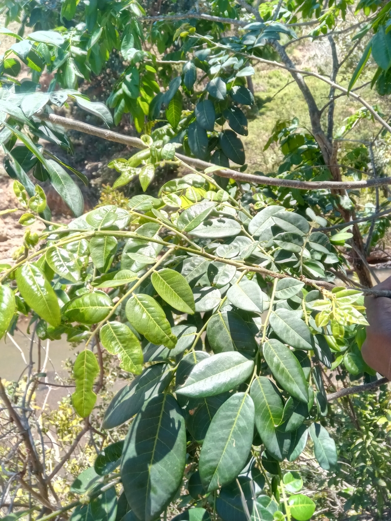 Dalbergia campenonii